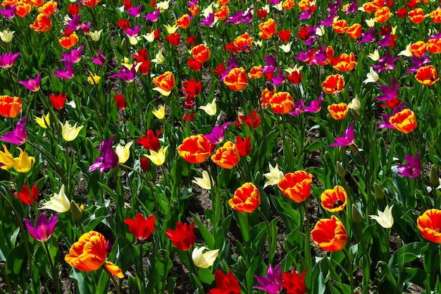 春にさまざまな色のチューリップが咲く草原