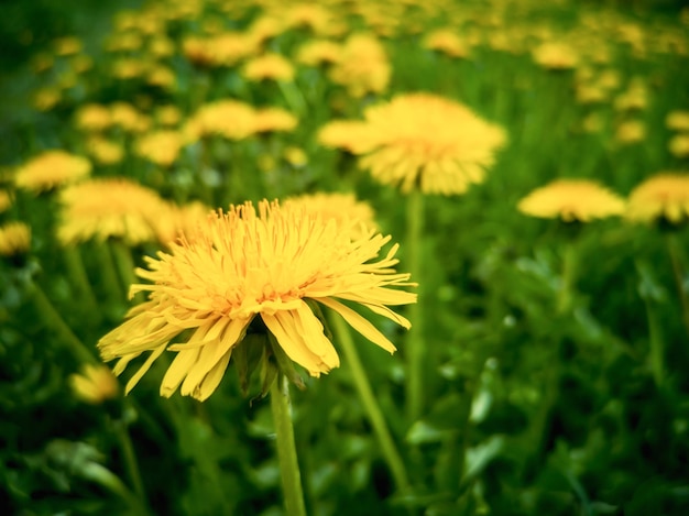 明るいタンポポの牧草地自然の花の春の背景