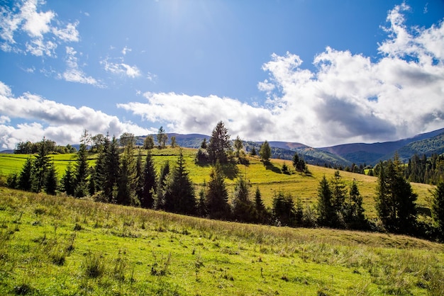 Meadow with coniferous trees near the mountains and the sky with clouds hit by the sun