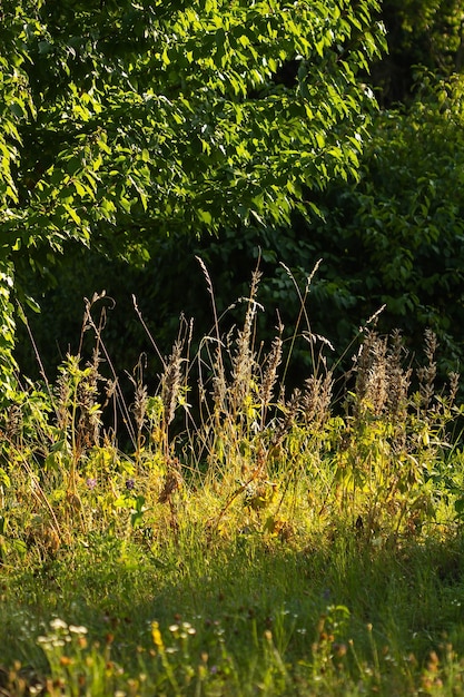 A meadow with dry grass on a summer day