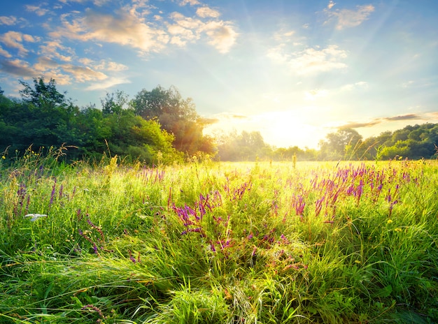 Premium Photo | Meadow with flowers backlit