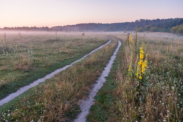 Meadow with Flowers and Road