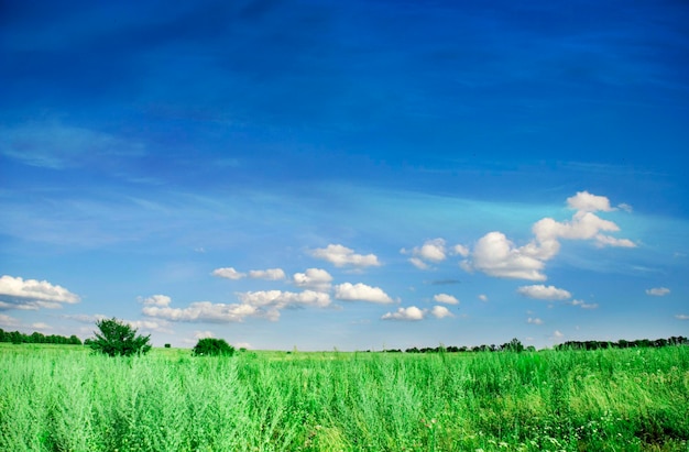 Meadow with green grass and blue sky with clouds