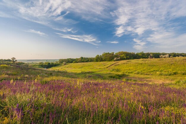 Meadow with green grass and blue sky