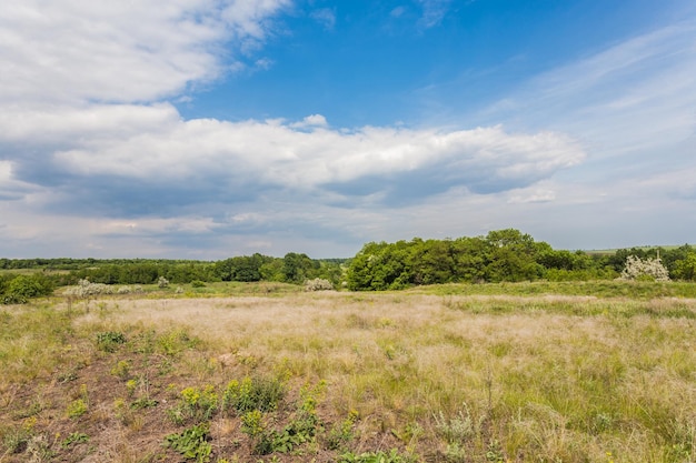 Meadow with green grass and blue sky