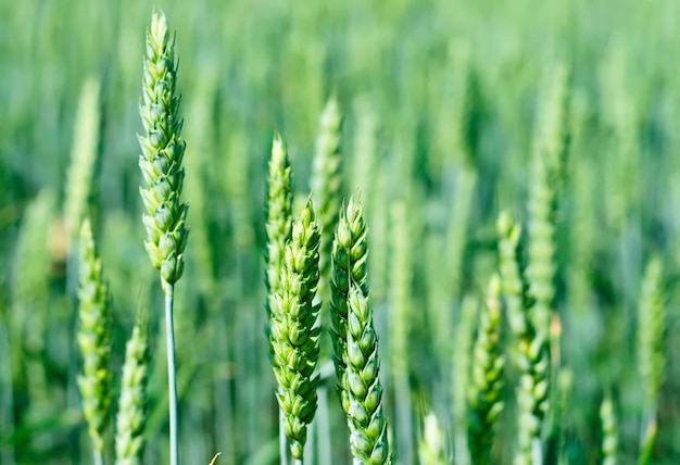 Meadow with green wheat shallow depth of field