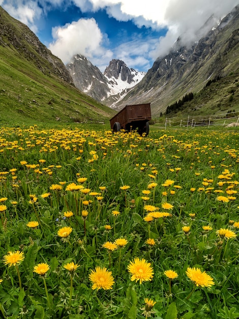 Meadow with lots of flowers and a cart with mountains