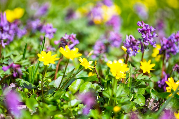 Meadow with multicolored flowers