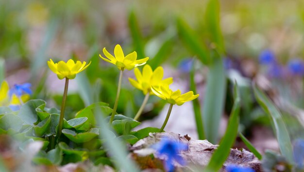 Meadow with multicolored flowers