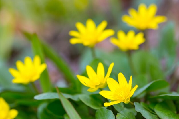 色とりどりの花の牧草地