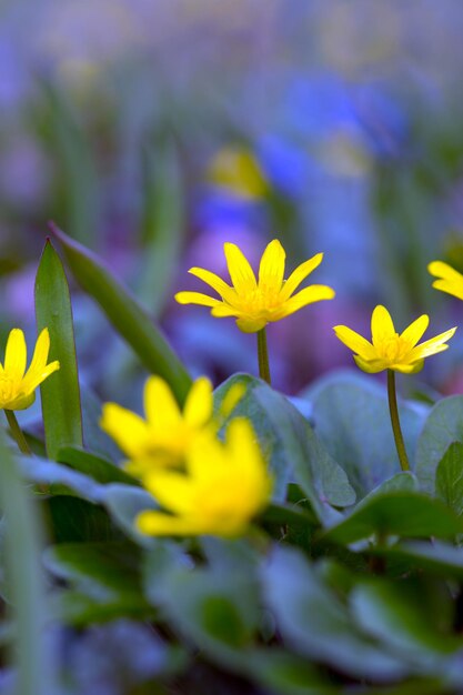 Meadow with multicolored flowers