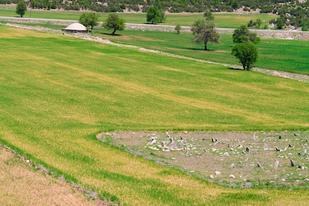 Meadow with trees at the foot of the mountain