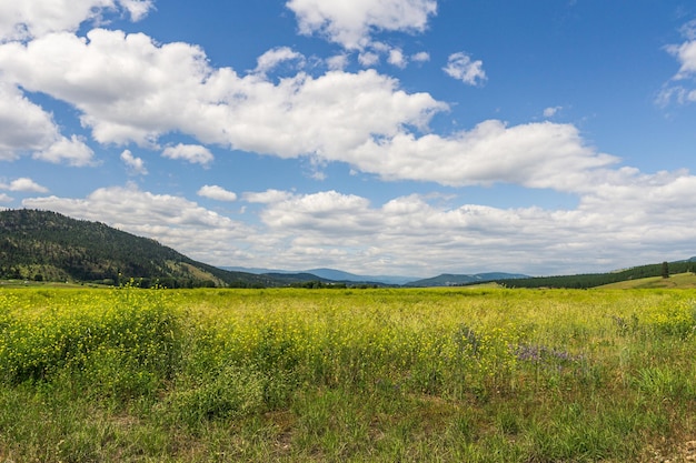 Prato con erbe selvatiche e cielo azzurro con nuvole bianche