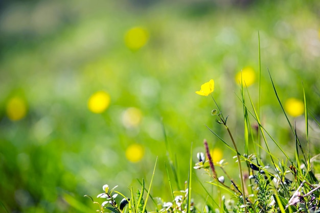 黄色い花の牧草地-前景の孤独な花