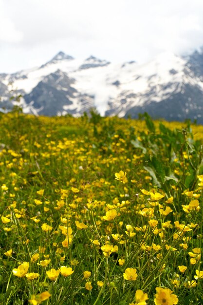 배경에 노란색 꽃과 산이 있는 초원