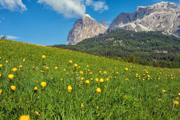 黄色い花と山々を背景にした牧草地