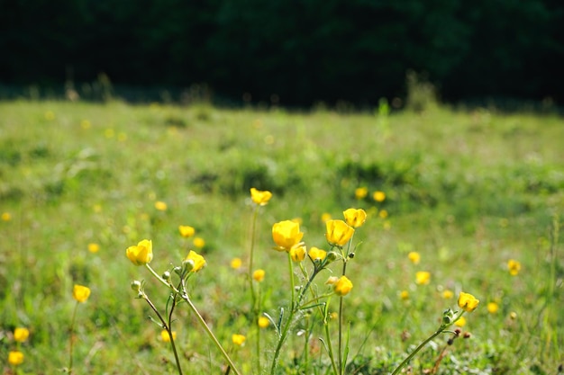 Meadow with yellow wildflowers flowers a sunny summer day closeup