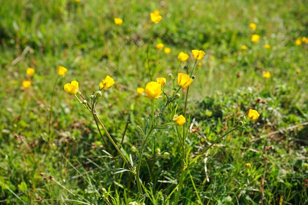 Il prato con i fiori di campo gialli fiorisce un primo piano soleggiato della giornata estiva