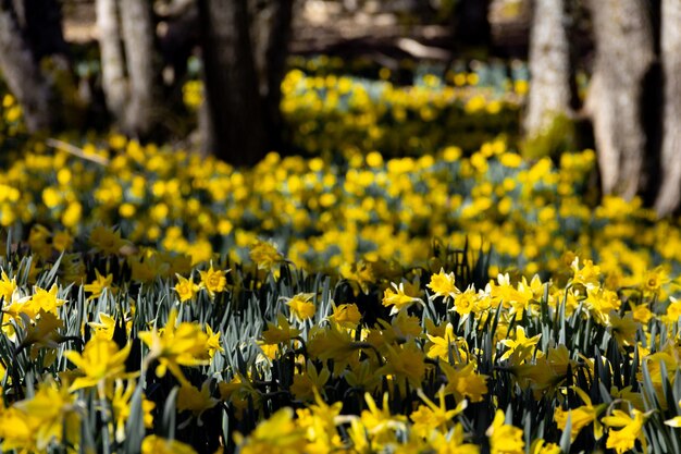 Meadow of yellow daffodils in bloom in a forest Selective focus Copy space