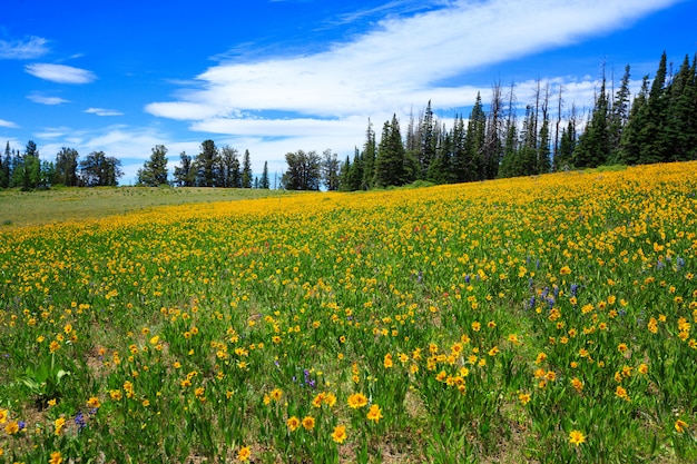 Meadow of Yellow Wildflowers at Cedar Breaks National Monument