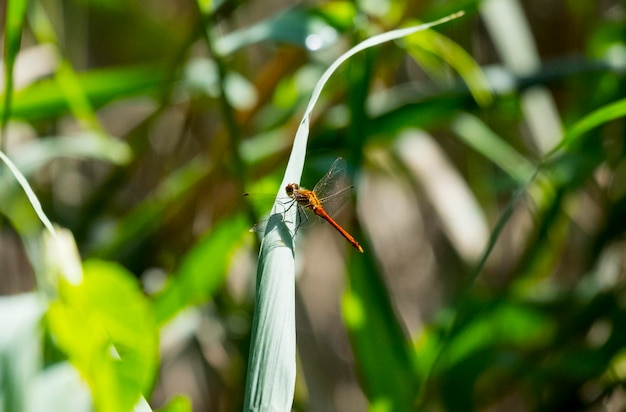 Foto meadowhawk in het groen