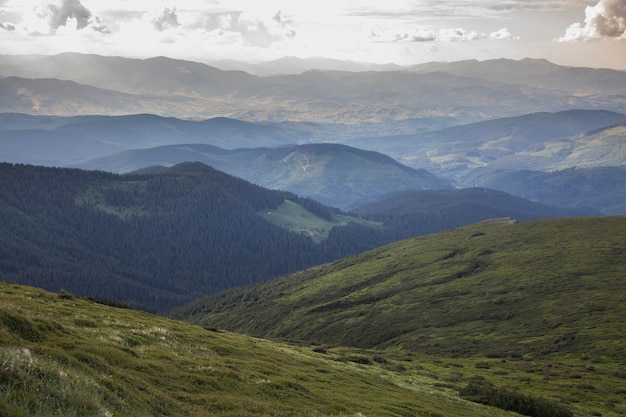 Meadows Polonyna where sheep and cows graze with mountain view hiking and tourism in Chornohora Carpathians