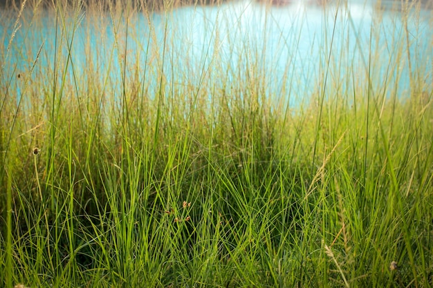 湿地帯の牧草地と日光