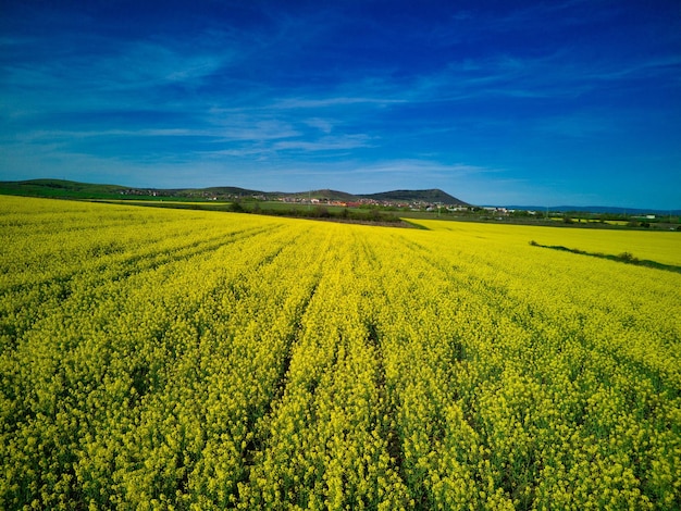 ブルガリアの昼間の空を背景に畑のある谷に植物のある牧草地