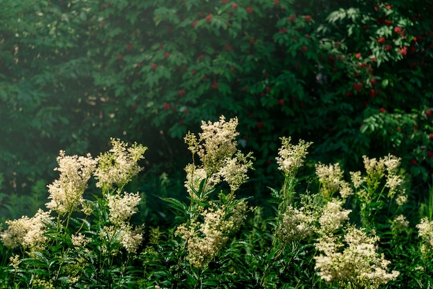 Meadowsweet inflorescences are illuminated by the sun