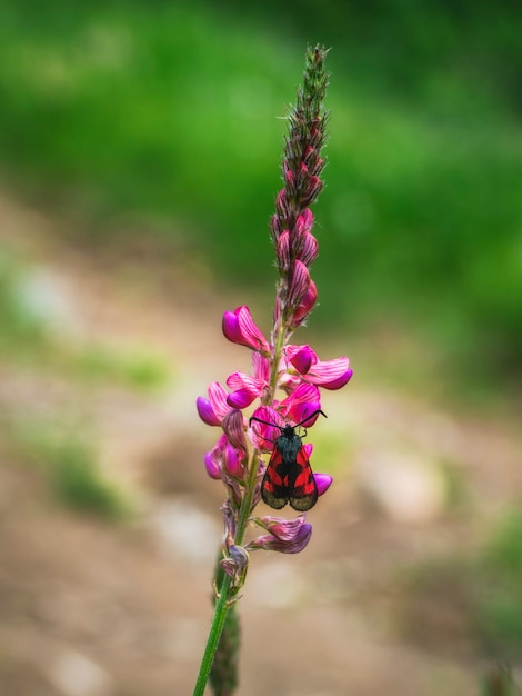 The meadowsweet motley butterfly collects nectar from the (Onobrychis sativa) sainfoin. Macro Photography, selective focus. Vertical view.