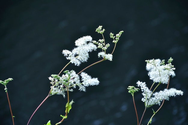 메도우스위트(Spiraea chamaedryfolia L.). 꽃이 핌 클로즈업