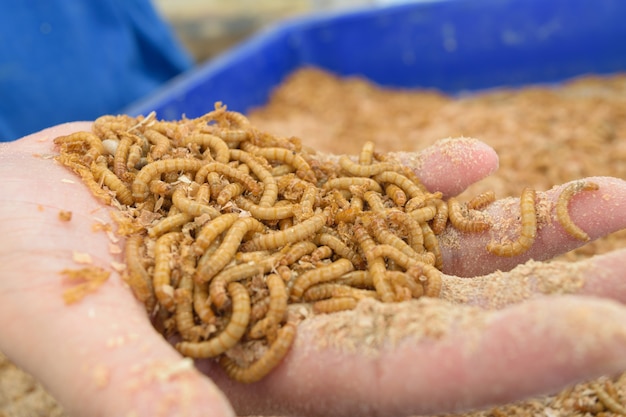 Mealworm on asia hand in worm farm