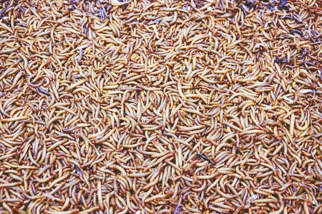 Photo mealworm for birds and fish feeding for sale