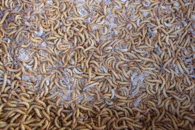 Mealworm is a food for bird and fish in worm farm