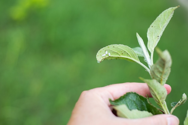 写真 庭の果樹の緑の葉にコナカイガラムシとアブラムシ。害虫駆除と植物の世話。スペースをコピーします。