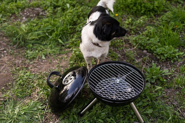 Мясо готовят на мангале. Красивая собака на траве. Отдых дома. Домашние питомцы. БАРБЕКЮ