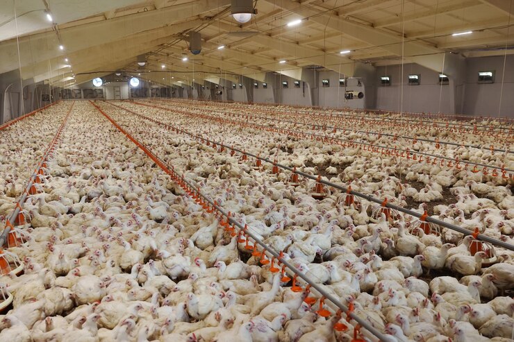 肉製造工場-ブロイラー鶏。