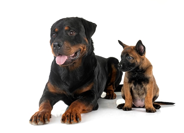 Mechelaar en rottweiler puppy