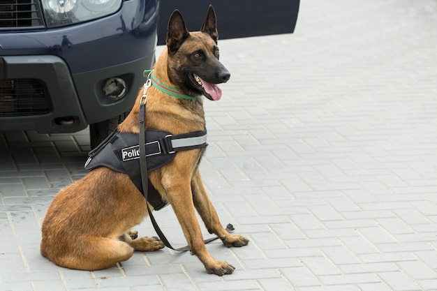 Mechelse herder bewaker de grens de grenstroepen demonstreren het vermogen van de honden