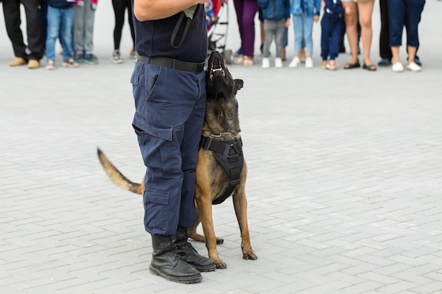 Mechelse herder bewaker de grens De grenstroepen demonstreren het vermogen van de honden