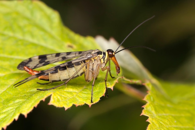 Mecoptera fly like a scorpion on the yellow leaf.