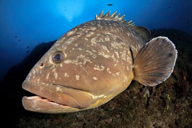 マデス群島ハタ