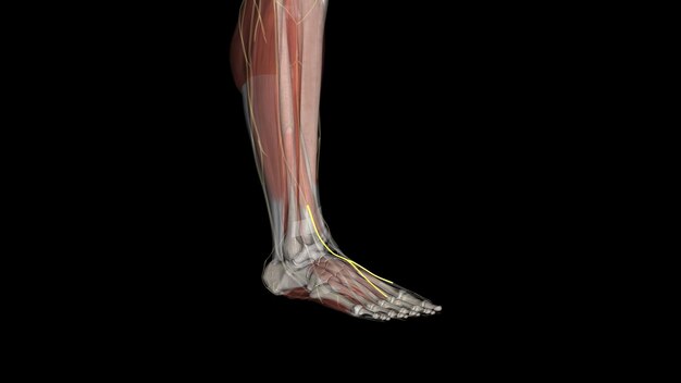 Photo medial dorsal cutaneous nerve