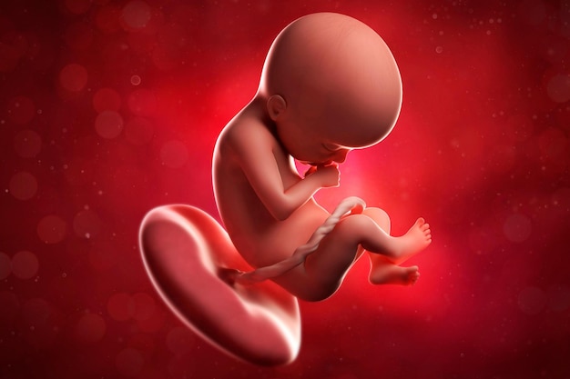 medical accurate 3d illustration of a fetus week 17
