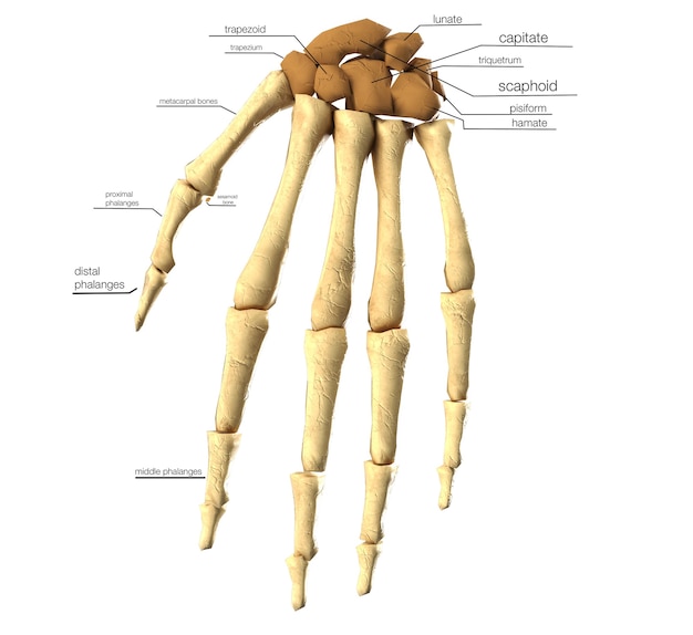 手根骨の医療の正確な3Dイラスト