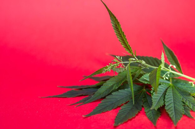 Medical cannabis bush on a red background