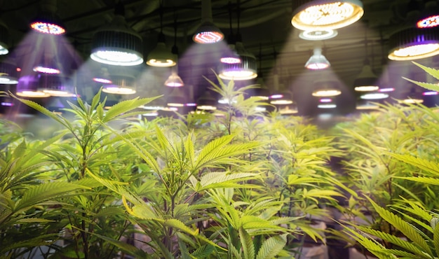 Photo medical cannabis farm in greenhouse