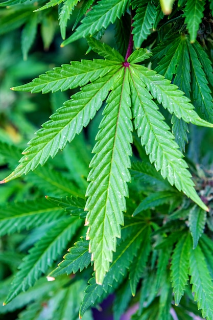 Medical cannabis leaves