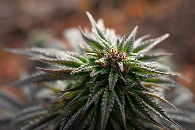 Photo medical cannabis marijuana plant