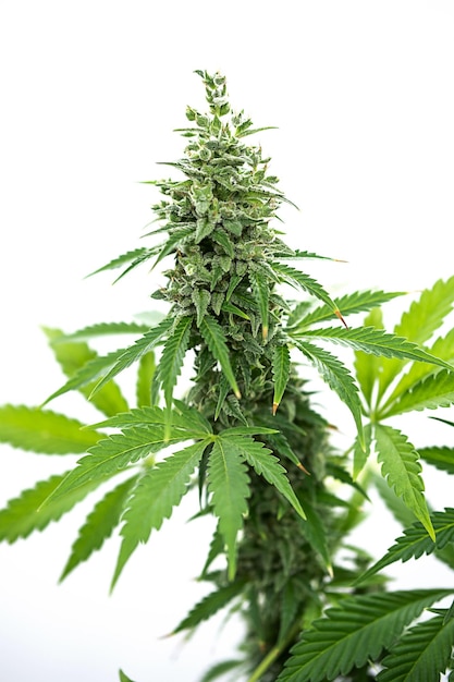 Medical cannabis plant close up Hemp bud on white